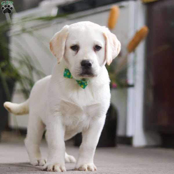 Sammy, Yellow Labrador Retriever Puppy